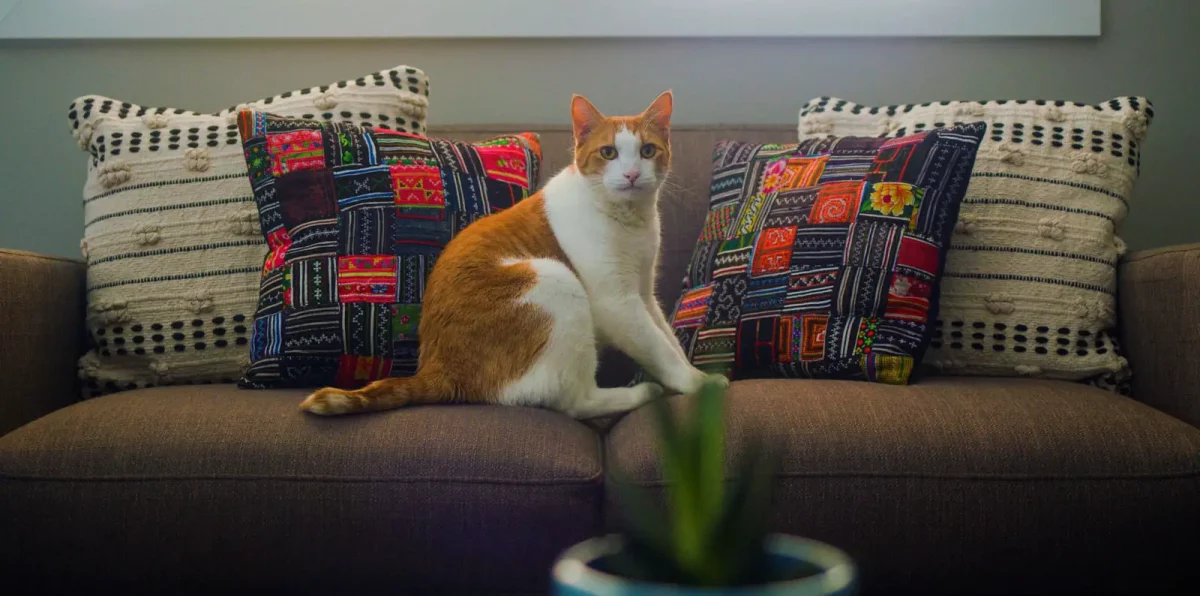 Savi The Cat | Film Threat