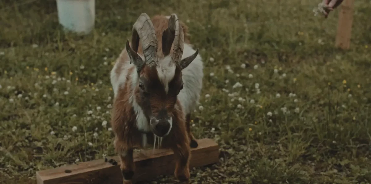Beware of Goat | Film Threat