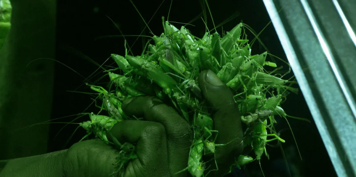 Grasshopper Republic Featured, Reviews Film Threat