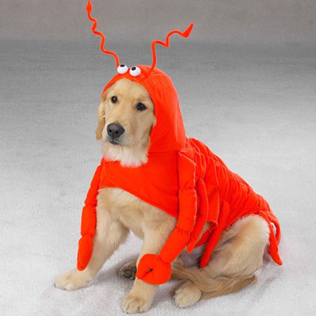 It’s Never Too Early To Think About Dog Halloween Costumes