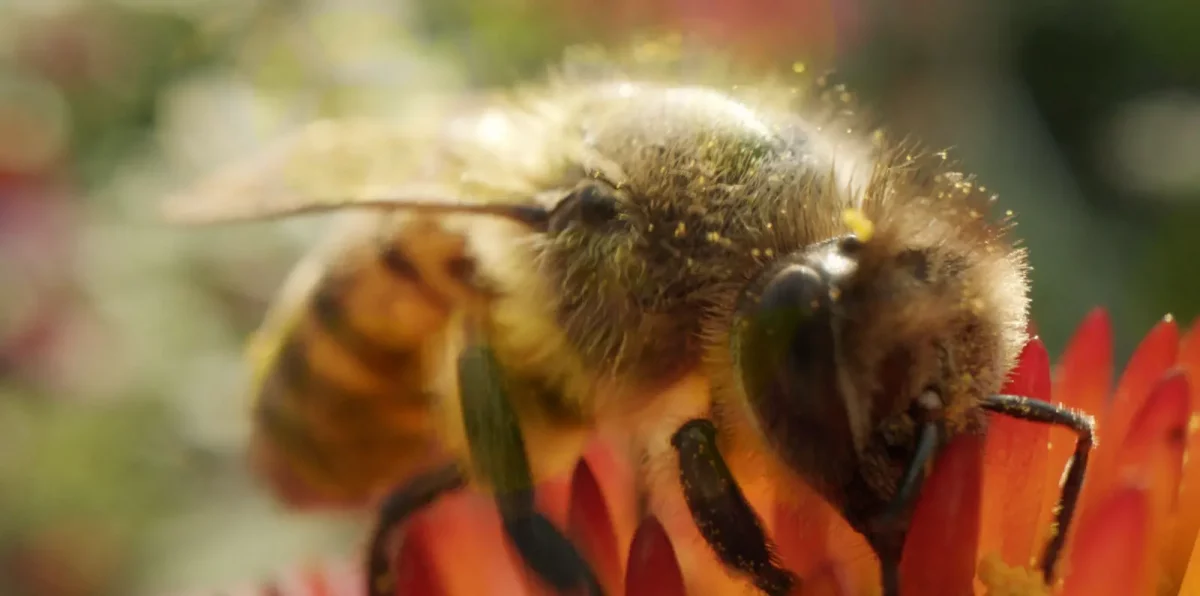 Into The Weeds Featured, Reviews Film Threat