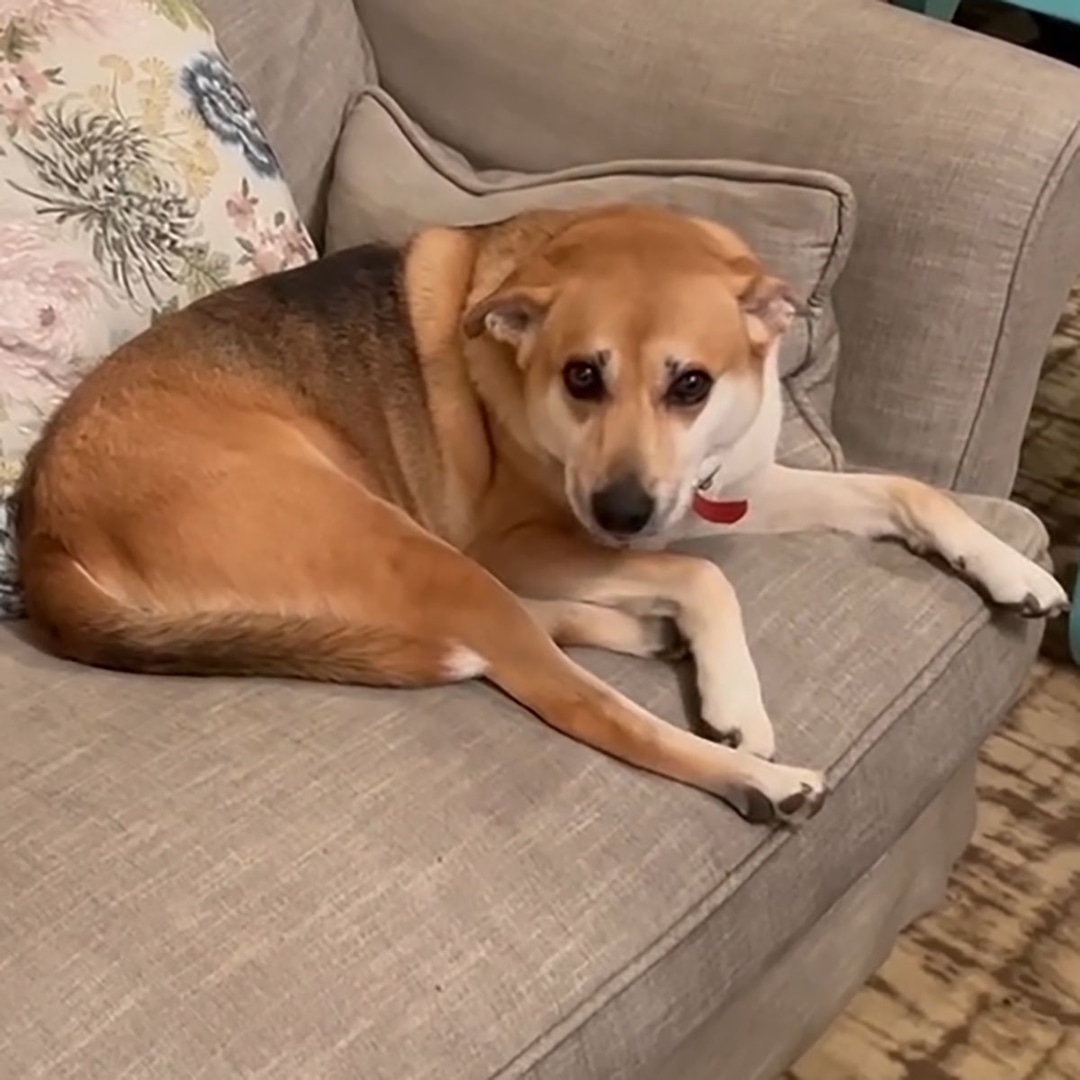 Delivery Driver Who Fatally Shot Angie Harmon’s Dog Won’t Be Charged