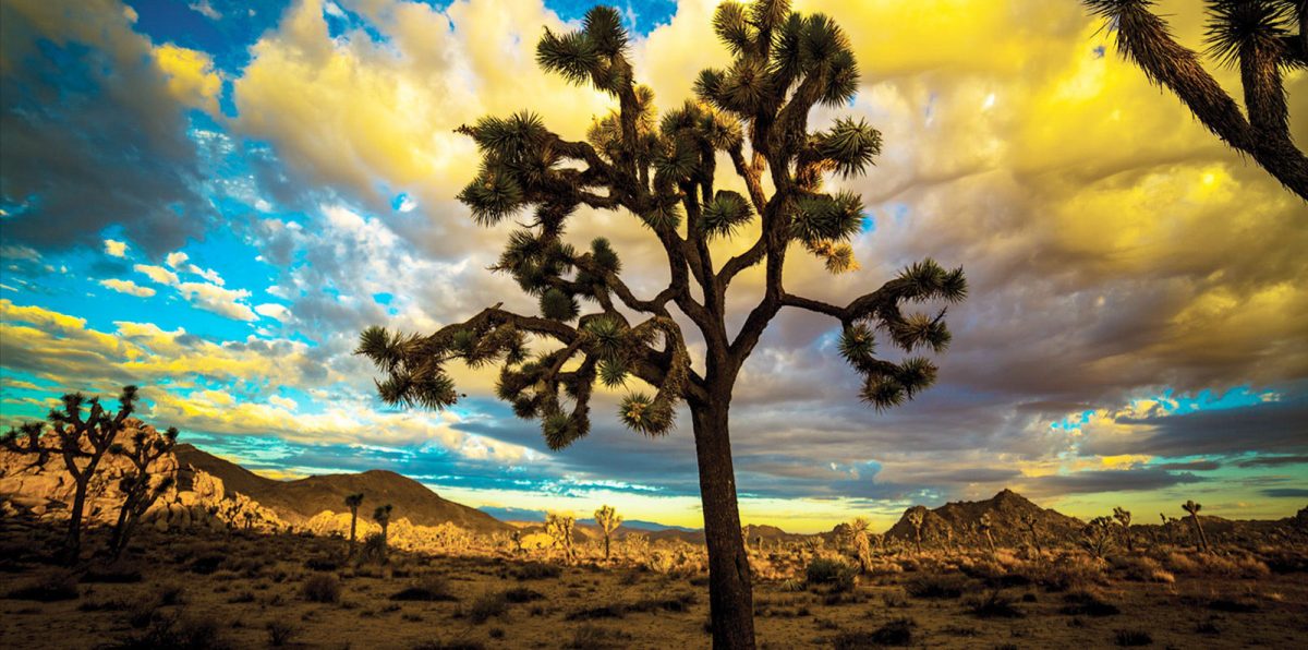 I Thought They Were Protected Featured, Reviews Film Threat