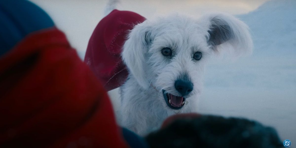 DC Fans Fall In Love With Krypto After Release of First ‘Superman’ Trailer