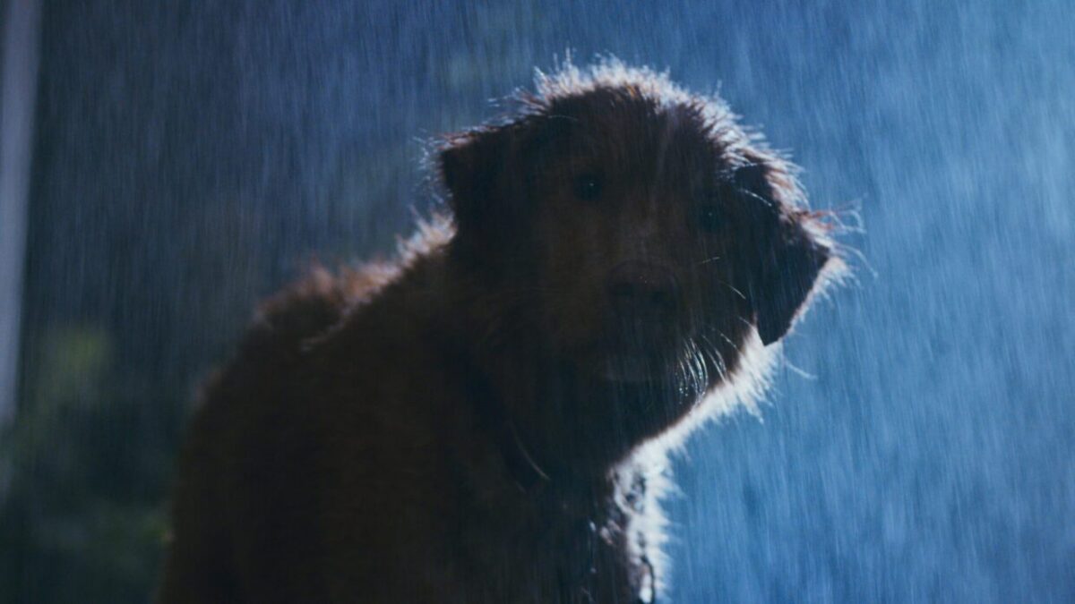 “This Isn’t Air Bud or Lassie, Where the Dog is Always Happy-Go-Lucky”: Director Ben Leonberg on His Canine-POV SXSW Horror Film, Good Boy