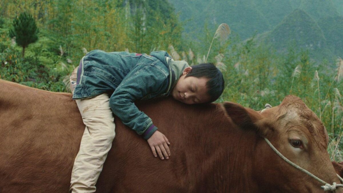 “Children and Animals Have a Natural Intuition and Liveliness”: Xinying Lao on Her Student Short Film Showcase Winner Xiaohui and His Cows